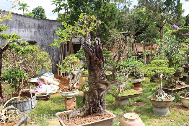 Nhìn tổng thể, cây dâu mang dáng trực, cao khoảng 1,8 mét và bộ tán khá nhỏ.