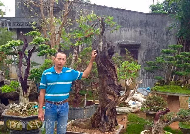 Anh Quý cho biết, theo nhận định của người chủ cũ và anh em chơi cây quanh vùng thì cây dâu này phải trên 100 năm tuổi.