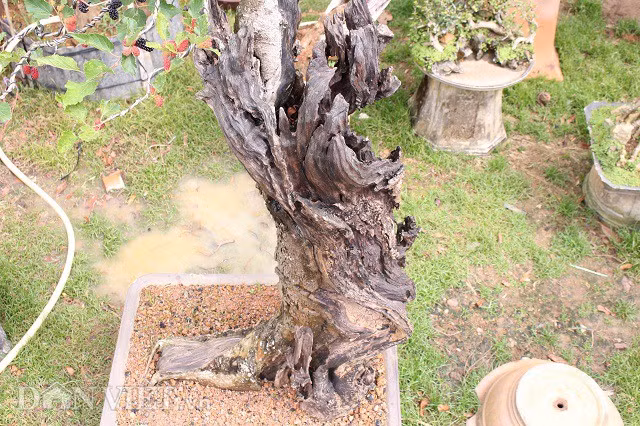 Cây dâu khá nhiều phần lũa, nhiều sẹo và hang hốc khi nhìn từ trên xuống. Nhiều người trả giá cao nhưng anh Quý nhất định không bán.