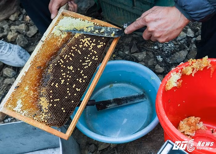 Trước khi cho cầu vào quay lấy mật, toàn bộ lớp sáp ong bên ngoài sẽ được gạt bọ. Sáp mật ong bạc hà ăn rất ngon, có vị đậm hơn mật ong nhưng dai như kẹo cao su.