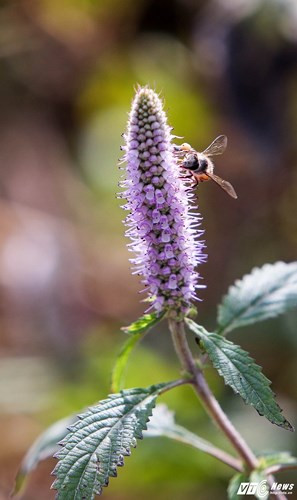 Ong hút mật hoa bạc hà, một loại hoa mọc dại và rất phổ biến ở huyện Đồng Văn, tỉnh Hà Giang.