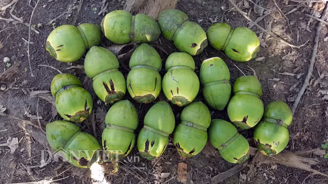 Đã có 30% trong tổng số trái dừa được tạo hình hồ lô và in chữ bị rụng