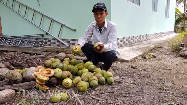 Anh Tâm cho biết, nhiều vườn dừa do anh tuyển chọn để sản xuất dừa hồ lô, in chữ bị rụng trái.