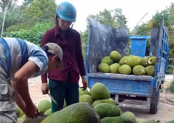 Thương lái thu mua mít Thái tại vườn ở Tiền Giang.