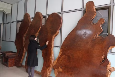 4 tấm gỗ nu hương đỏ quý hiếm.