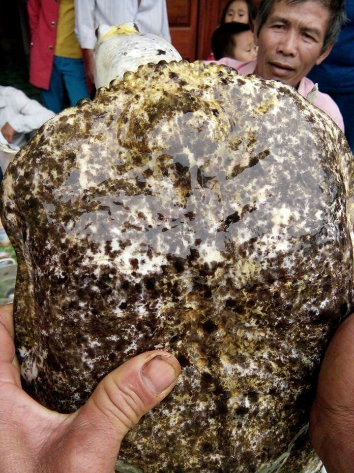 Ba ba trắng ở Đắk Nông.