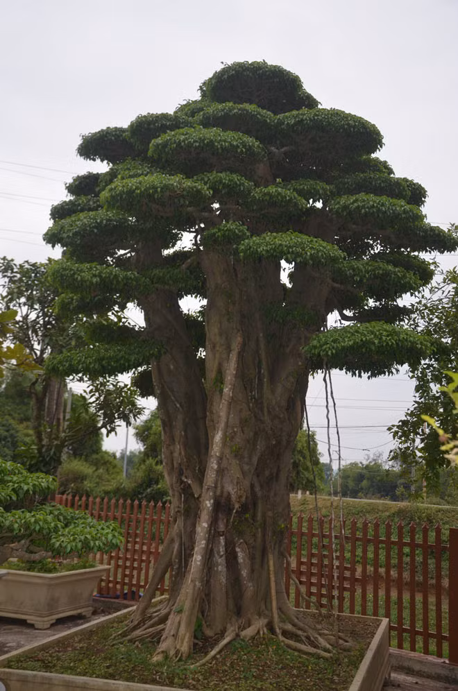 Một cây sanh có độ tuổi gần 200 năm tuổi được ông Ngọ đặt ở vườn cây gần phía cổng vào.