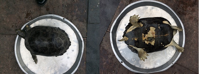 Cận cảnh cá thể rùa răng.