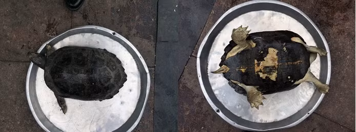 Cận cảnh cá thể rùa răng.