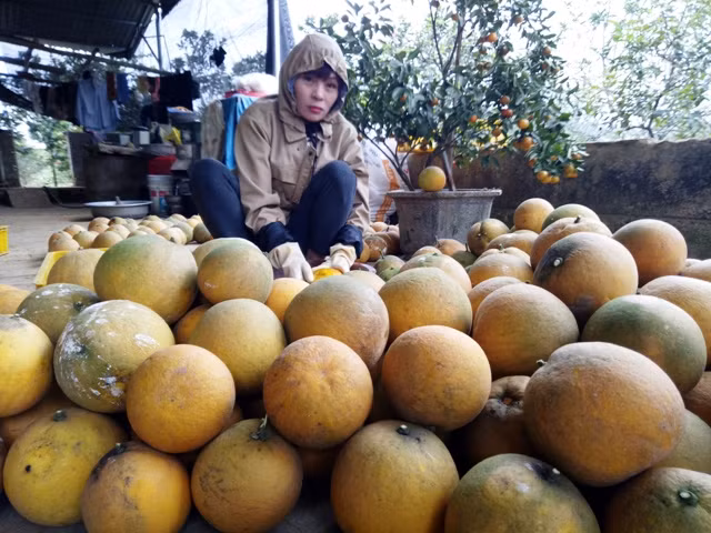 Bưởi Diễn chưng Tết có giá bình quân 70.000 đồng được khách hàng đến đặt tại vườn của anh Tấn. Ảnh: HĐ