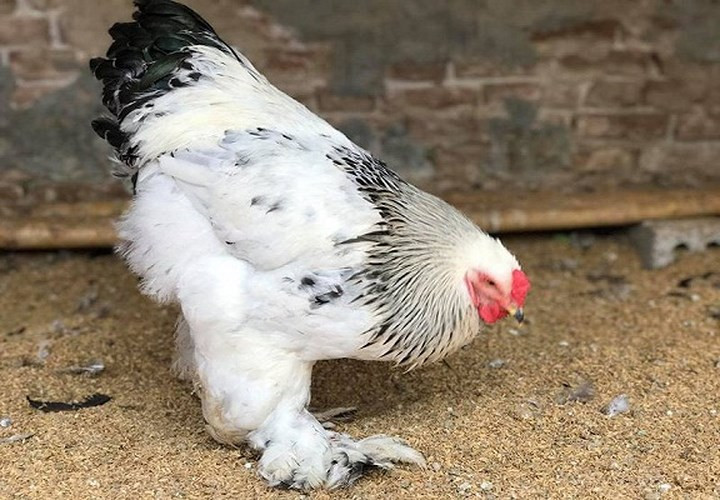 Gà Brahma trên thị trường hiện nay được rất nhiều người lùng mua. Tuy nhiên, giá phụ thuộc vào màu lông, vào độ tuổi. Ảnh:Vietnamnet. 