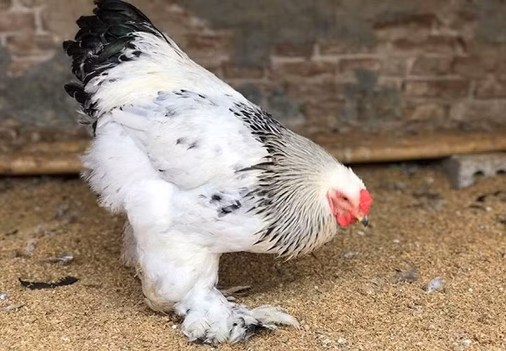 Gà Brahma trên thị trường hiện nay được rất nhiều người lùng mua. Tuy nhiên, giá phụ thuộc vào màu lông, vào độ tuổi. Ảnh:Vietnamnet. 