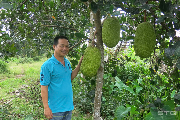 Theo anh Nguyễn Văn Kiệt, ấp Hòa Lộc 2, xã Xuân Hòa (Kế Sách), 1 cây nên để từ 2 đến 3 trái là đạt chuẩn.