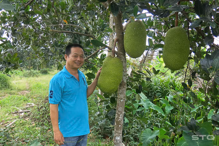 Theo anh Nguyễn Văn Kiệt, ấp Hòa Lộc 2, xã Xuân Hòa (Kế Sách), 1 cây nên để từ 2 đến 3 trái là đạt chuẩn.