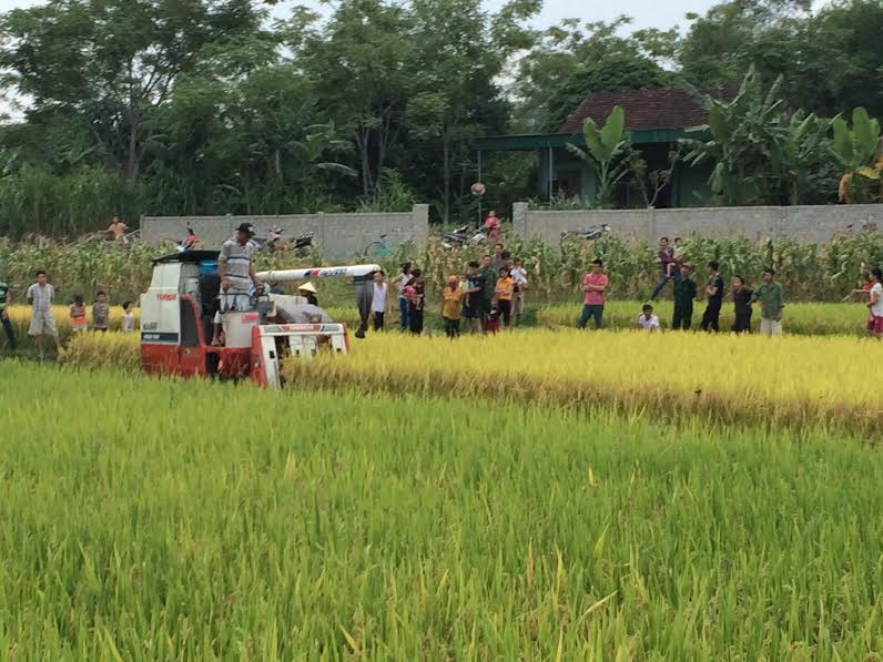 Ngoài phí chăn thả trâu bò, nông dân đưa máy gặt ra đồng phải đóng phí. Ảnh minh họa.