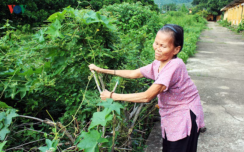 Anh: Xot xa nhung phan nguoi song mon o trai phong bo hoang-Hinh-13
