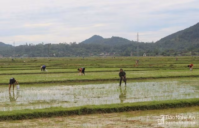 4h sang, ca lang un un di bat oc buou vang cuu lua-Hinh-4