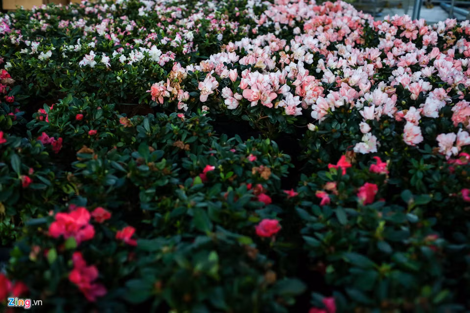Cả các loại hoa phổ biến hơn được trồng nhiều tại các vùng trong nước như đỗ quyên, lan ý, hồng môn, kim ngân lượng,... cũng được nhập về bày bán.