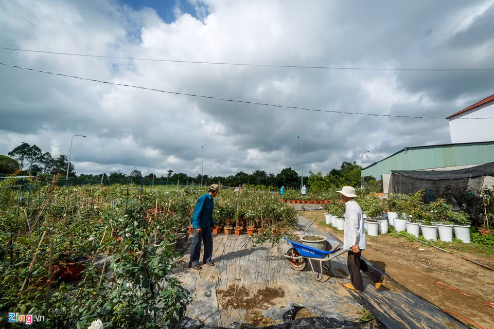 Trước Tết Nguyên đán một tháng, làng hoa Sa Đéc (xã Tân Quy Đông, thành phố Sa Đéc, tỉnh Đồng Tháp) nhộn nhịp hơn thường lệ với nhiều loại hoa được gieo trồng, sẵn sàng cung cấp với số lượng lớn cho thị trường cả nước. Thương lái khắp nơi cũng đổ về đặt hàng.
