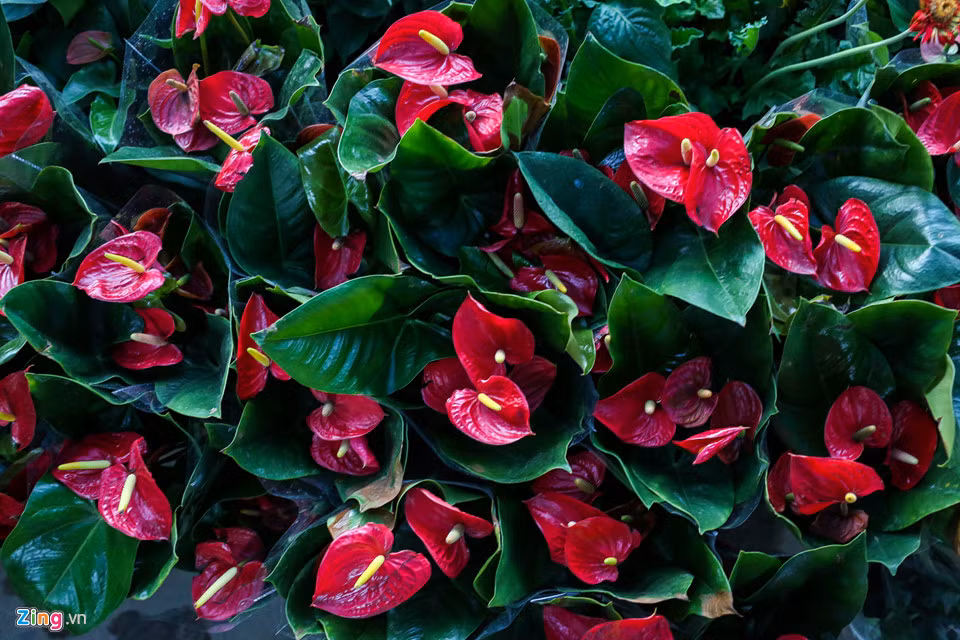 Hay một chậu hoa đỗ quyên giá dao động 50.000-200.000 đồng, hoa hồng môn có giá 90.000-180.000 đồng/chậu. Mức giá này đang rẻ hơn hoa cùng loại 20-30%.