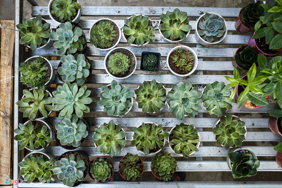 Giá của các loại hoa kiểng này rất cạnh tranh. Một chậu sen đá hoặc xương rồng chỉ dao động 10.000-50.000 đồng tuỳ vào kích cỡ.