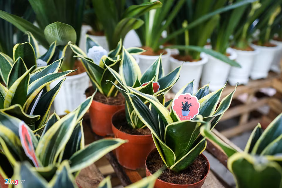 Tại vựa hoa của ông, hoa kiểng Trung Quốc cũng được bày bán đủ loại. Tuy nhiên, ông vẫn để nguyên nhãn mác trên cây để khách hàng dễ phân biệt.