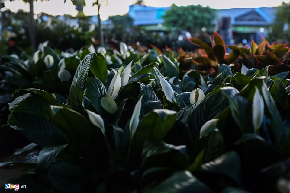 Cũng theo lời chủ vựa hoa trên, hoa Trung Quốc thường được nhập về TP.HCM sau đó thương lái xuống chào hàng tại Sa Đéc. Nhận thấy hoa có mẫu mã đẹp, nhiều chủ vựa nhập hàng và bán, đáp ứng nhu cầu ngày càng cao của người mua hoa.