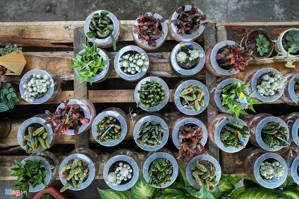 Tuy nhiên, dạo một vòng quanh các vựa hoa lớn tại đây, không khó để nhận ra các loại hoa kiểng có xuất xứ từ Trung Quốc đang hiện diện khá nhiều tại thủ phủ hoa của miền Tây Nam Bộ.