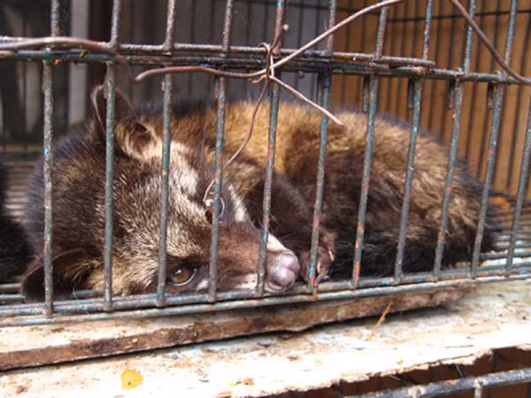 Su that rung minh sau loai ca phe chon ngon nhat the gioi-Hinh-5