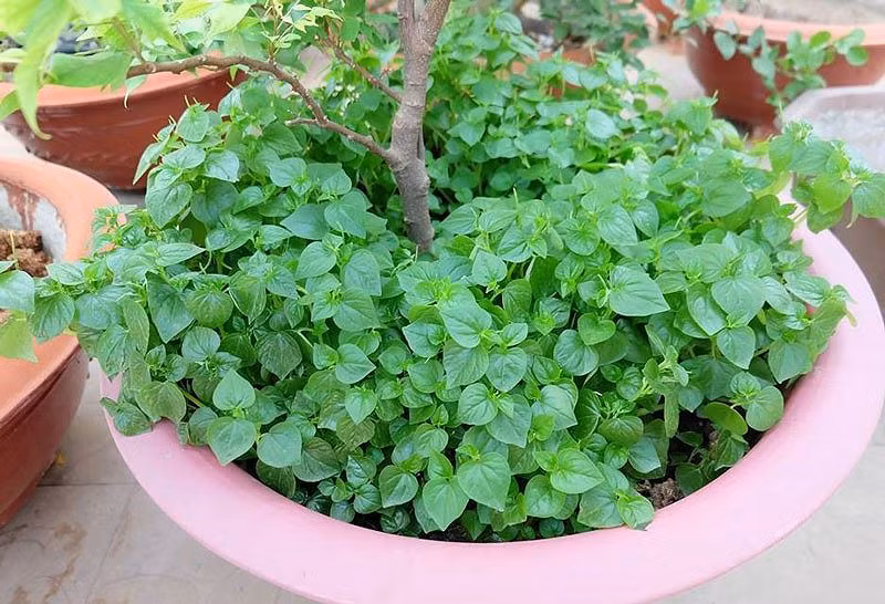 Rau dai "than duoc" dat hon thit: Dan Viet dua nhau trong-Hinh-2