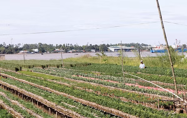Nông dân An Giang chăm sóc hoa Tết.