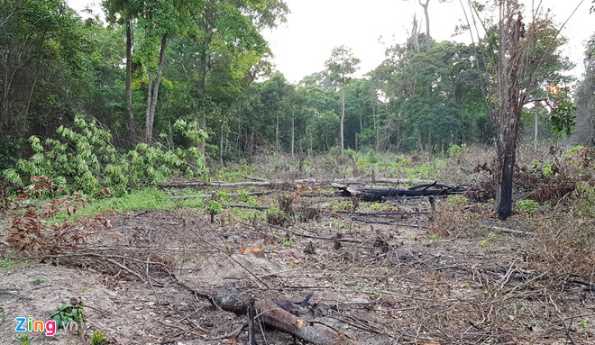 Ban dat rung PQ nhu mo rau, ro ca trong con sot gia-Hinh-3