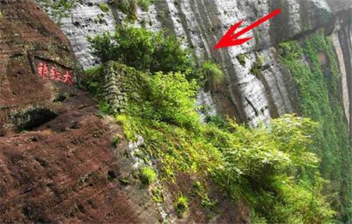 Giống trà đắt hơn vàng ở tỉnh Phúc Kiến, Trung Quốc.