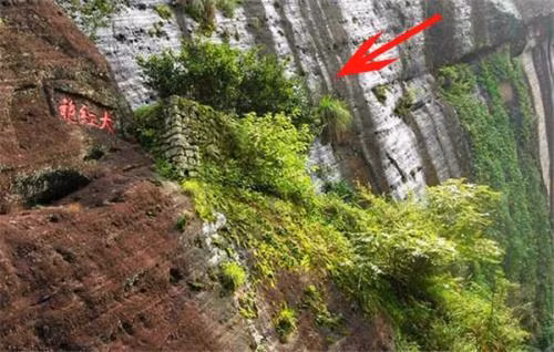 Giống trà đắt hơn vàng ở tỉnh Phúc Kiến, Trung Quốc.