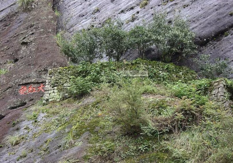 Hiện nay, người ta đã ngừng thu hoạch loại trà này.