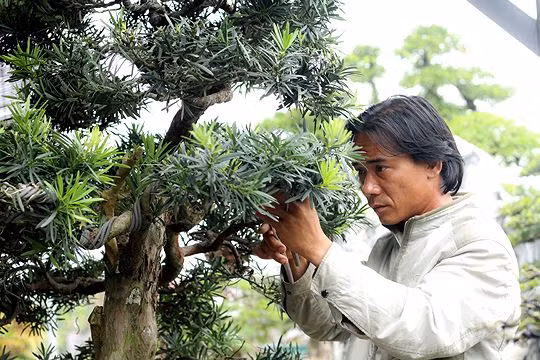 Ngam vuon bonsai cuc chat gia tram ty o Binh Dinh-Hinh-10