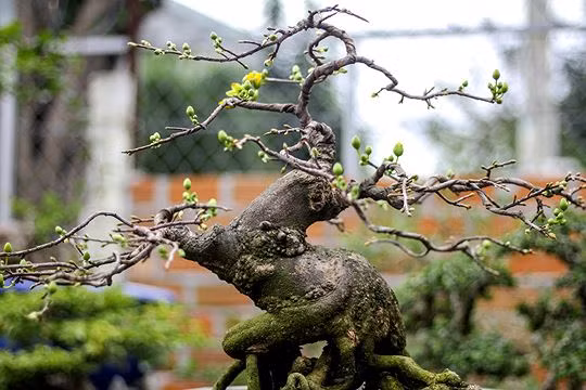Ngam vuon bonsai cuc chat gia tram ty o Binh Dinh-Hinh-9