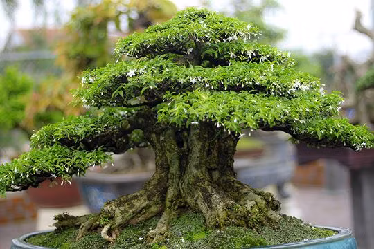 Ngam vuon bonsai cuc chat gia tram ty o Binh Dinh-Hinh-4