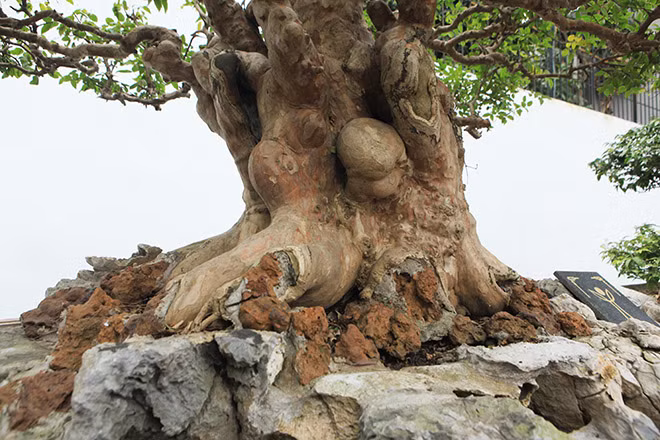 Bang lang co thu hinh nam sieu doc cua dai gia Phu Tho-Hinh-6