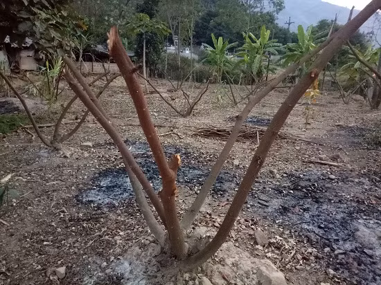 Những gốc táo sau khi đã được cắt cành.