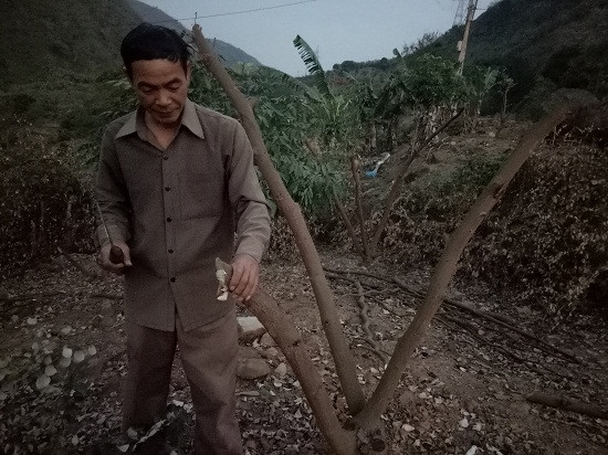 Kỹ thuật chặt thân cây táo để vụ sau táo sai quả.