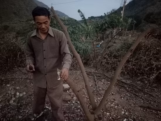 Kỹ thuật chặt thân cây táo để vụ sau táo sai quả.