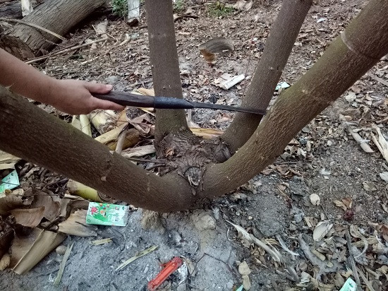 Cách cưa gốc táo phải để khoảng khách từ mắt ghép cũ tính từ mặt đất lên khoảng 10 - 15cm để cây phát triển nhanh và tốt.