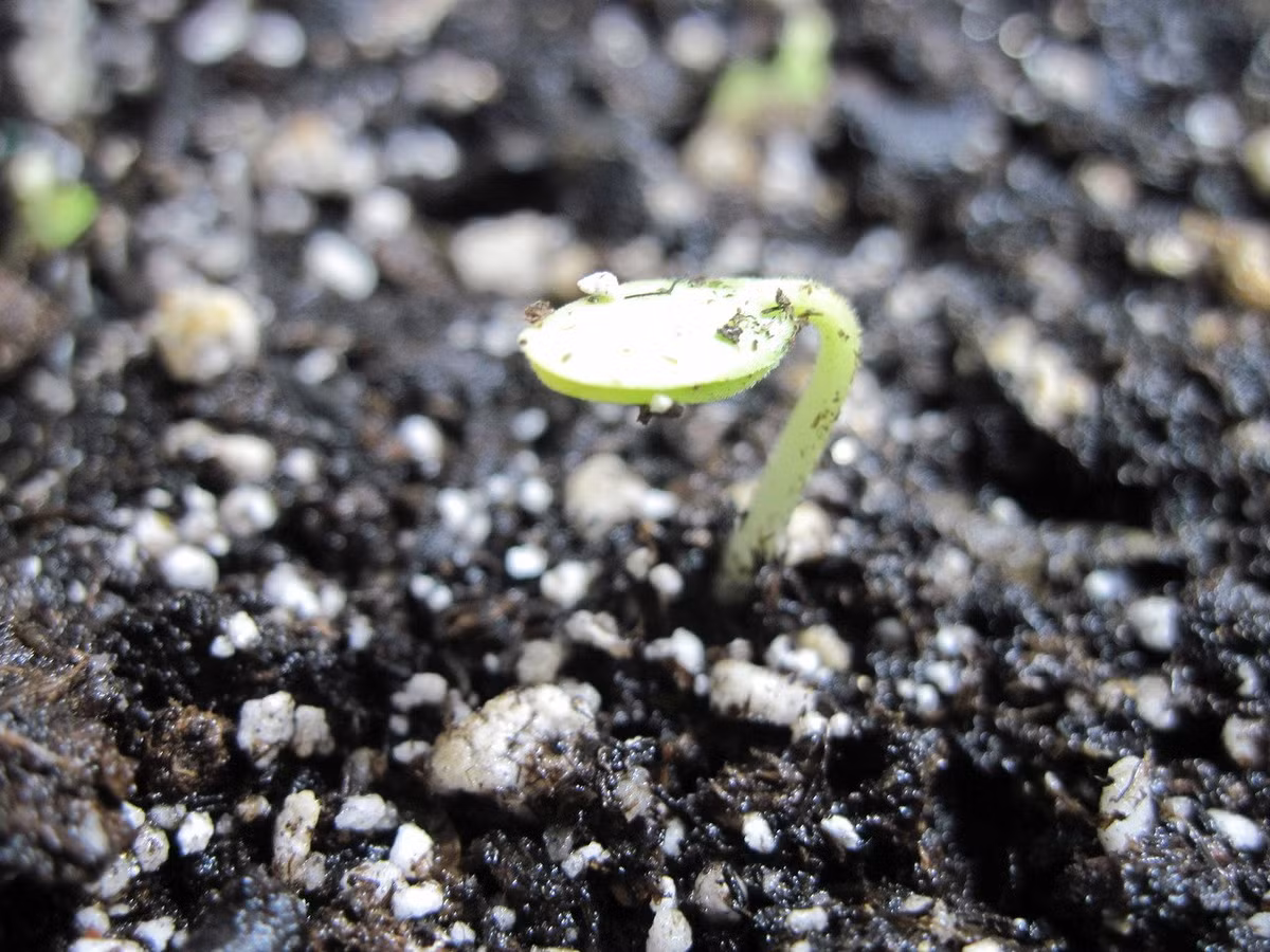 Cho đất vào trong chậu, loại đất mùn hữu cơ sẽ rất tốt cho việc hạt giống nảy mầm. Lời khuyên cho bạn là nên dùng một chiếc bút ấn lõm xuống chừng 1,5 -3cm để làm hố gieo. Dùng bình xịt dạng sương tưới thấm ướt bề mặt của chậu gieo để cung cấp độ ẩm cho hạt. Tốt nhất bạn nên cho chậu gieo hạt giống để dưới ánh sáng tự nhiên hoặc sử dụng bóng đèn sợi đốt thay thế.