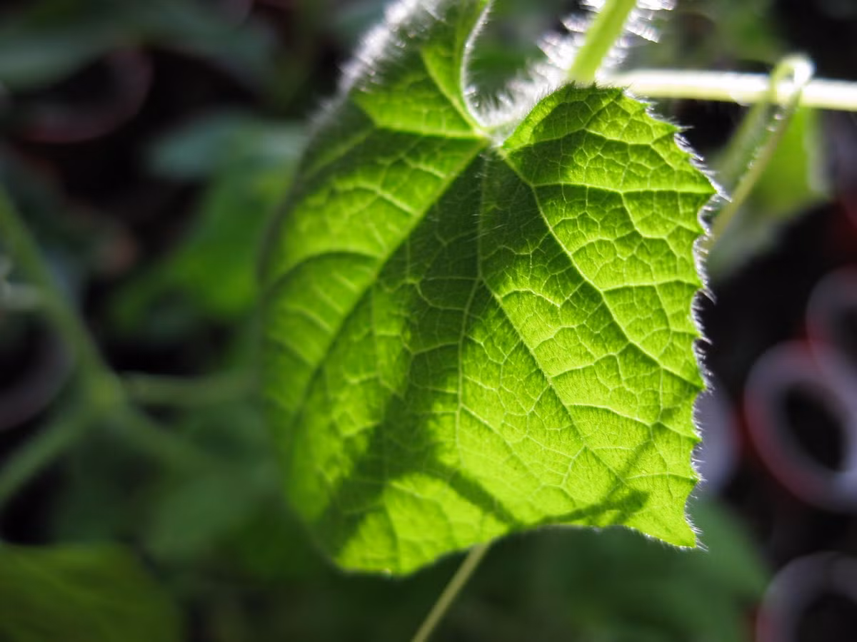 Sau khoảng 21 ngày, cây con sẽ đạt chiều cao khoảng 10-15cm, lá đã mọc và phát triển nhanh, cần trồng chúng trong điều kiện môi trường bên ngoài. Lá của cây dưa chuột này có hình trái tim.