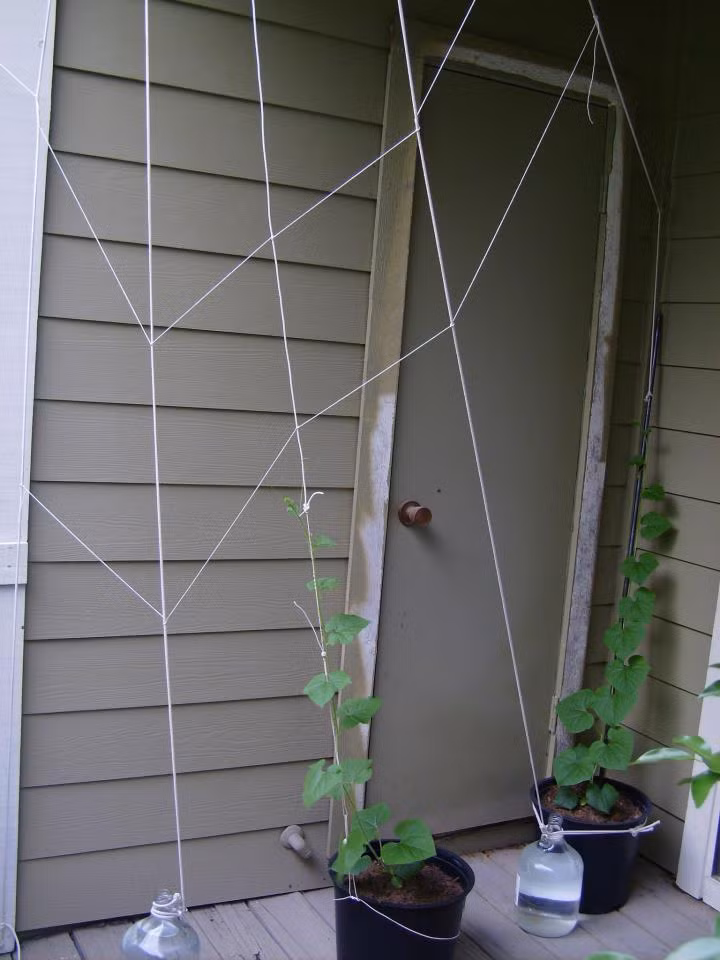 Lúc cây ra 5 đến 7 lá thật, xuất hiện tua cuốn thì cần giàn giá để bám vào. Ta có thể tạo giàn cho cây bằng những vật liệu đơn giản, dễ kiếm như tre, dây thép gai.
