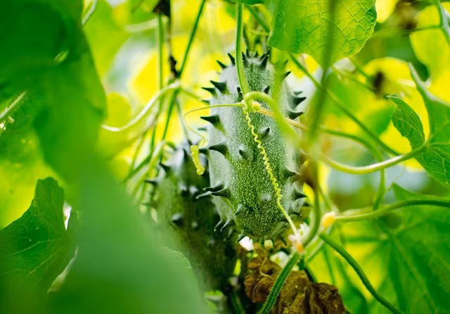 Từ 30 - 45 ngày kể từ khi gieo thì cây sẽ đậu trái. Khoảng 4 ngày từ khi hoa nở, từ phần cuống hoa sẽ phình to ra và bắt đầu quá trình tạo quả. Khi chín, bề ngoài Kiwano có màu vàng và mọc nhiều sừng lởm chởm, trong khi ruột bên trong có màu xanh với vị chát.