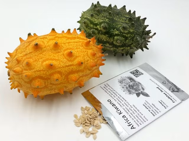 Dưa leo có thể trồng được quanh năm, ra quả nhiều nhất vào hai vụ là hè thu và đông xuân. Kiwano là cây thân leo ưa nhiệt, nên nếu trồng ở nơi có nhiều ánh sáng cây sẽ phát triển nhanh và ra quả to hơn. Hạt giống: Bạn có thể mua hạt giống tại các cửa hàng bán hạt giống uy tín trên toàn quốc. Đất trồng: Dưa sừng thích hợp trồng ở đất mùn hữu cơ hoặc đất thịt nhẹ, tơi xốp, màu mỡ. Thùng xốp hoặc chậu trồng cây: nên chọn loại thoát nước tốt.