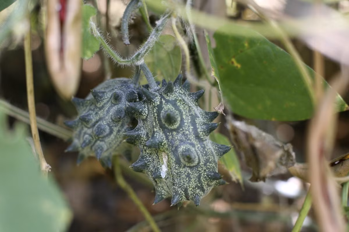 Một thời gian sau, cây sẽ bắt đầu ra hoa, tùy vào điều kiện trồng mà chúng có thể ra sớm hoặc muộn. Bạn nên thường xuyên nhặt sạch cỏ, cắt lá già để cây nhanh ra trái hơn.