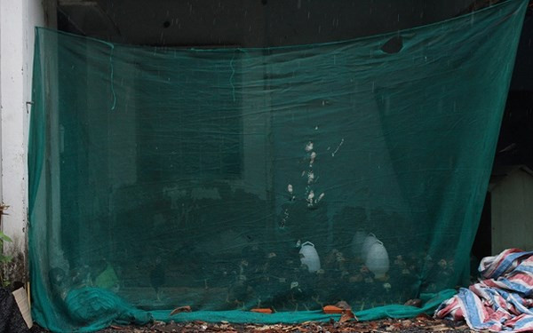 Để trang trải cuộc sống, nhiều người nuôi gà ngay tại những căn nhà đã bị phá bỏ. Ảnh: Zing.